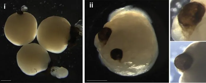 Forskere har dyrket en "mini-hjerne med øyne" fra stamceller