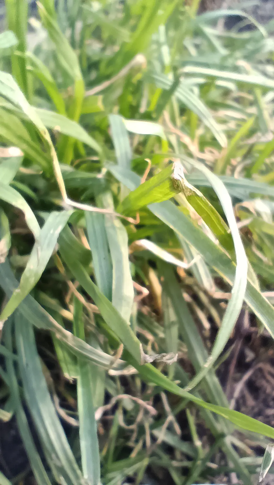 Redmi Note 11S foto
