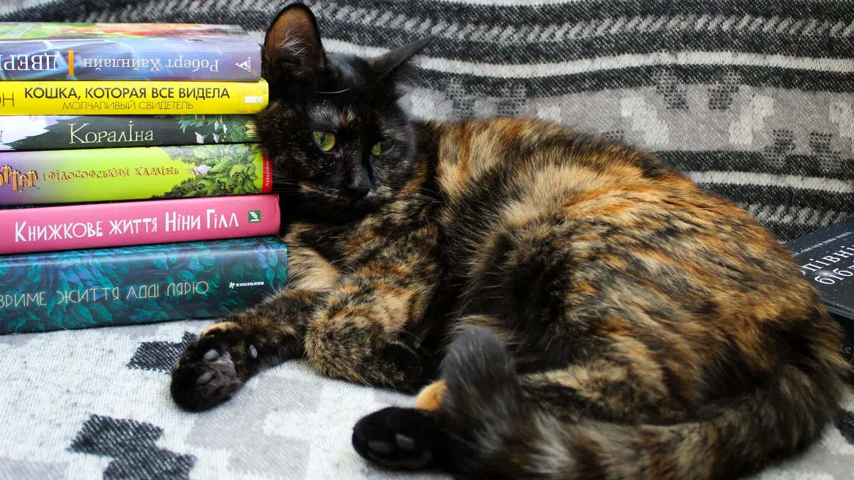 Katt og bøker