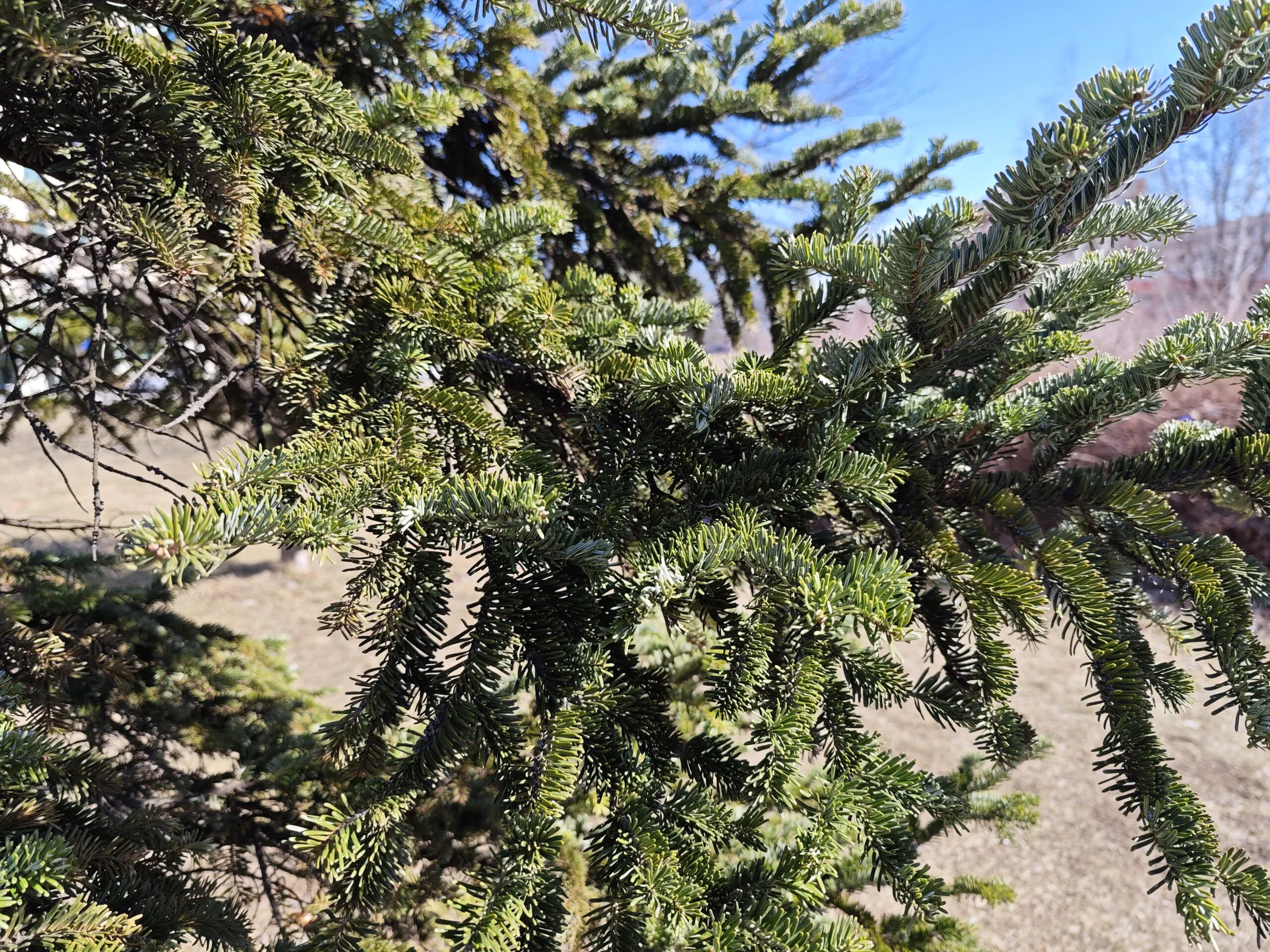 Xiaomi 13 Pro Photos