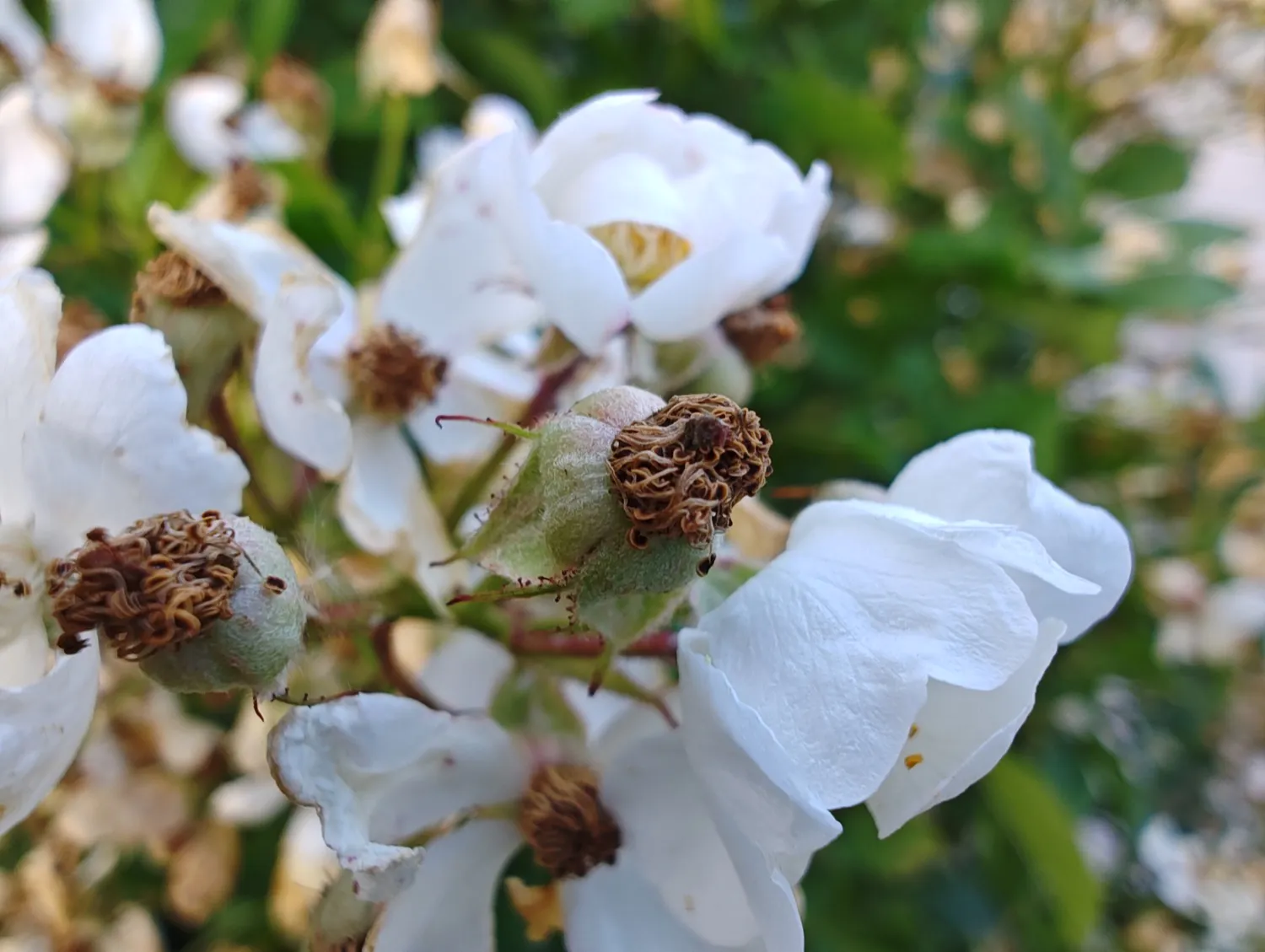 edge 40 Pro photos