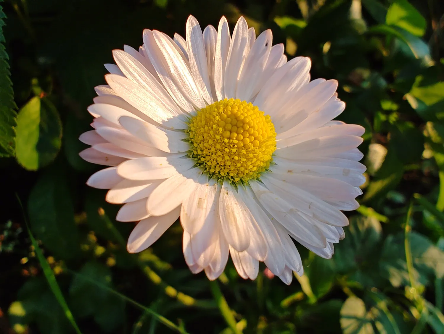 edge 40 Pro photos