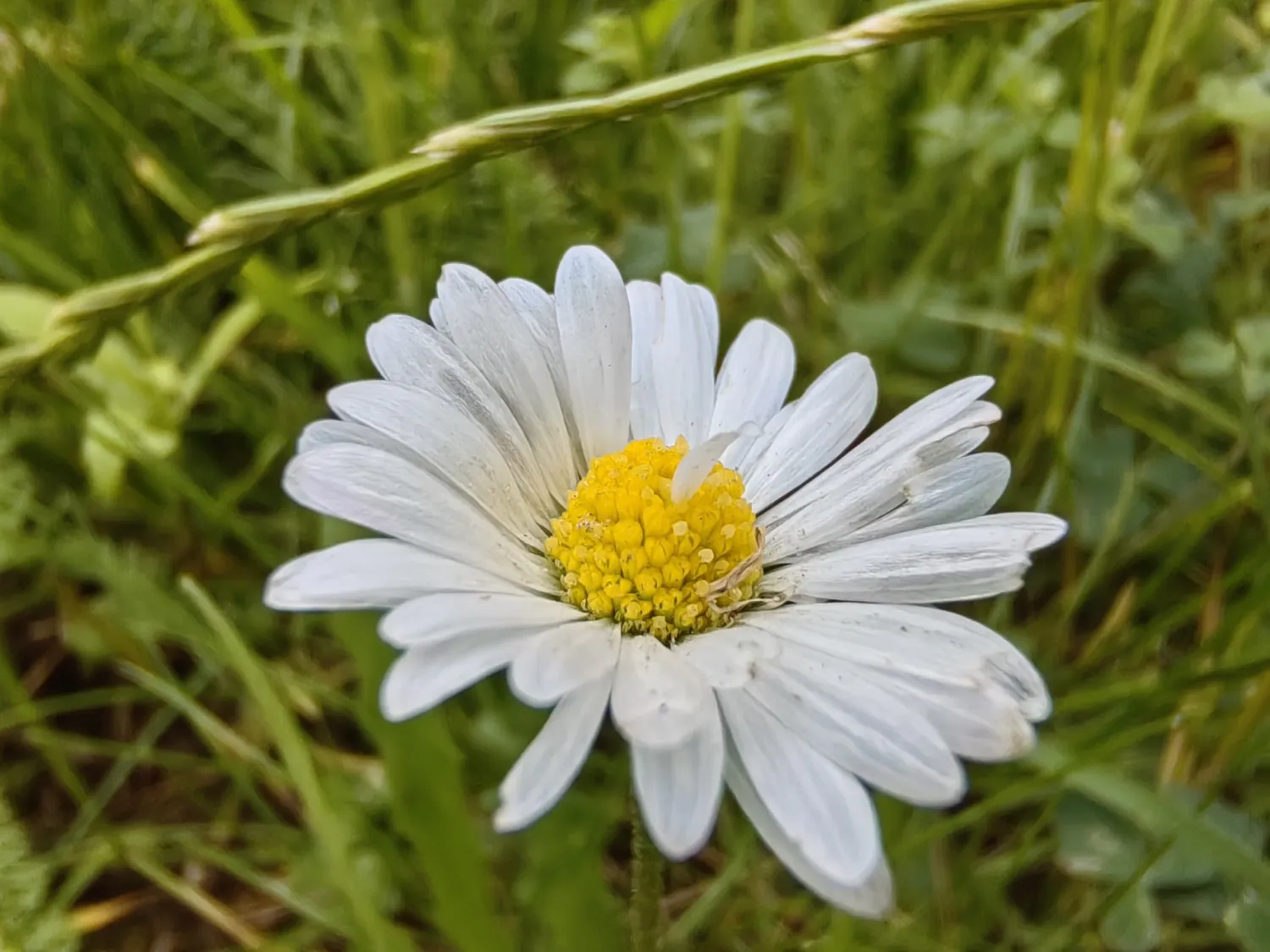 Nova 11 Pro macro