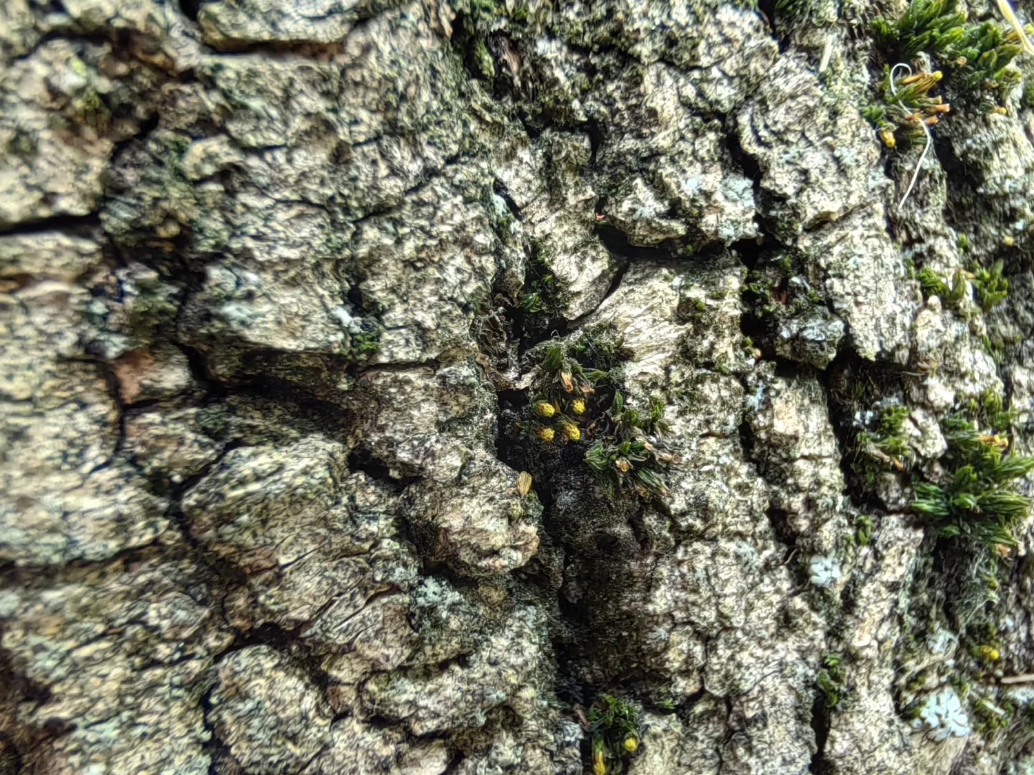 Nova 11 Pro macro