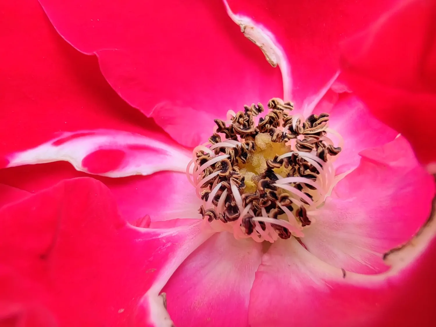 Nova 11 Pro macro