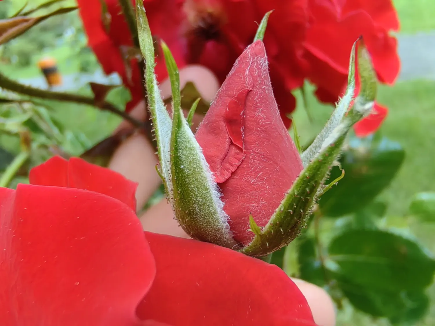 Nova 11 Pro macro