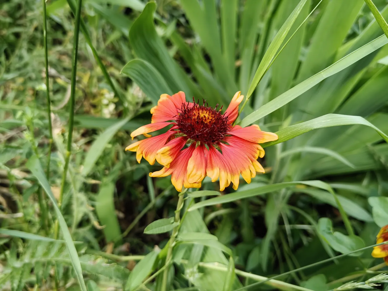 Nova 11 Pro macro