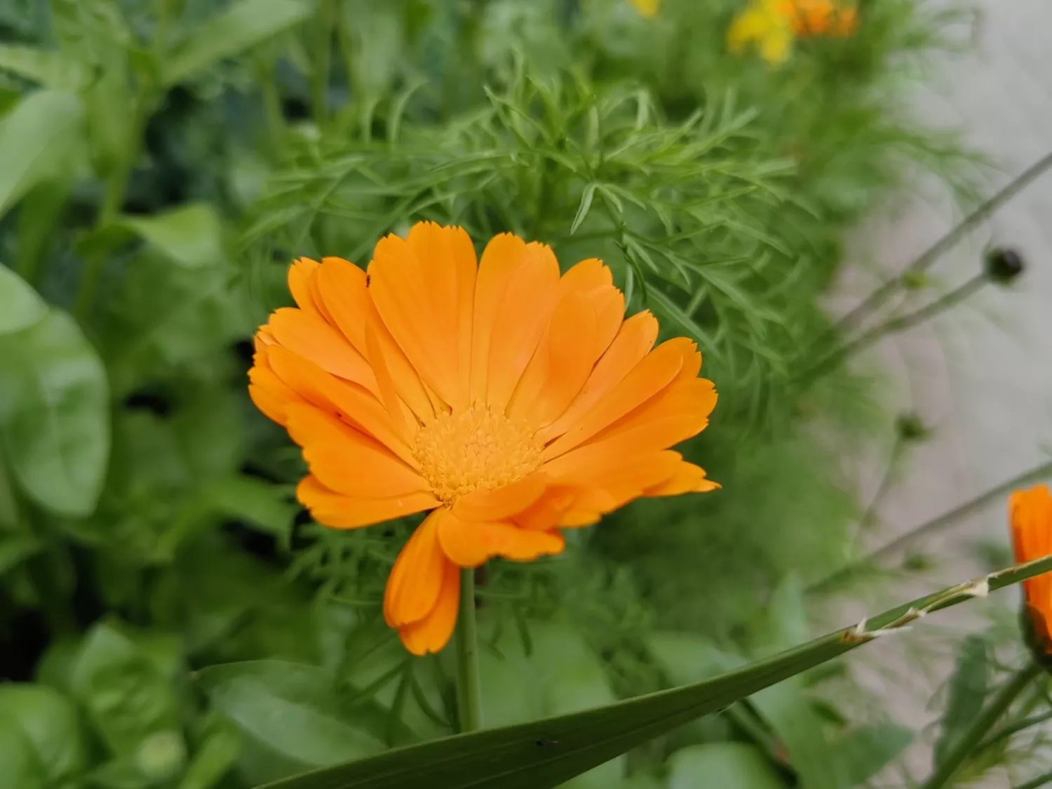 Nova 11 Pro macro