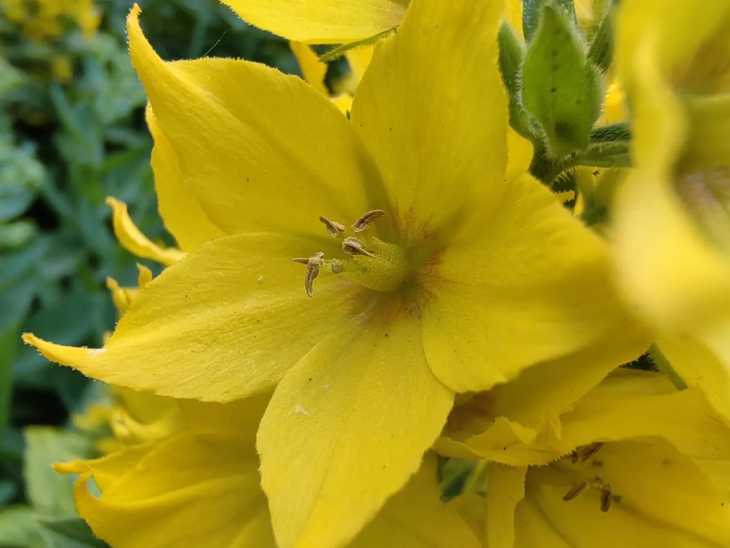 Nova 11 Pro macro