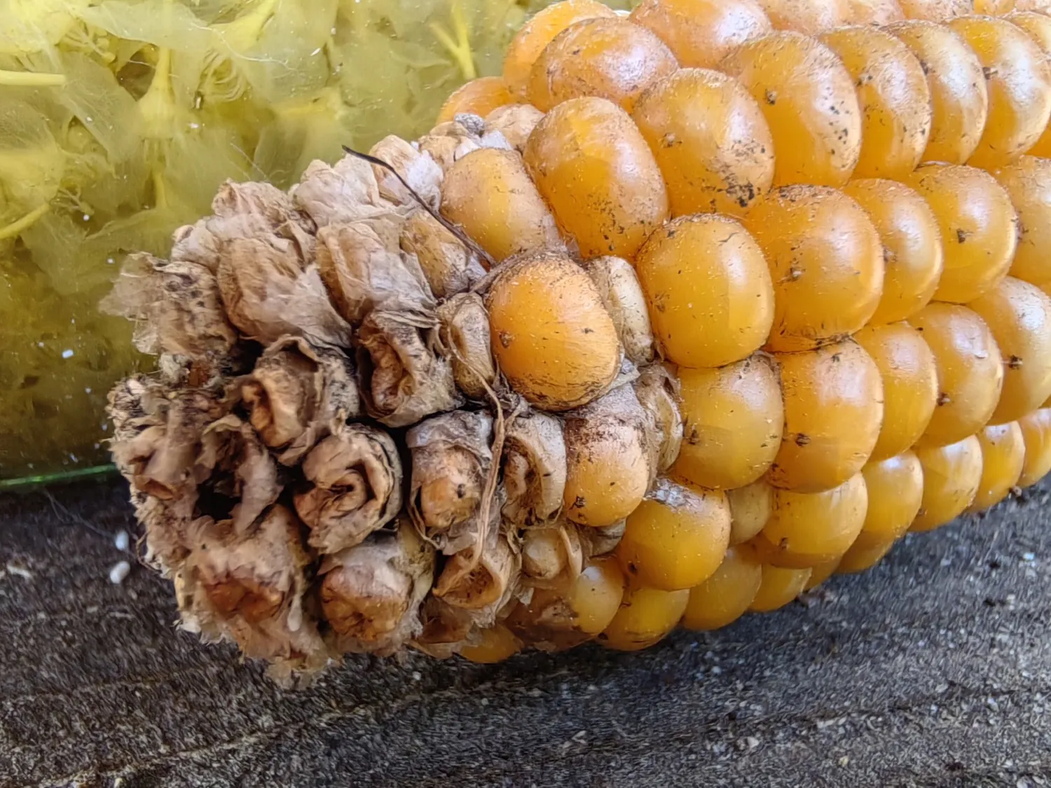 Nova 11 Pro macro