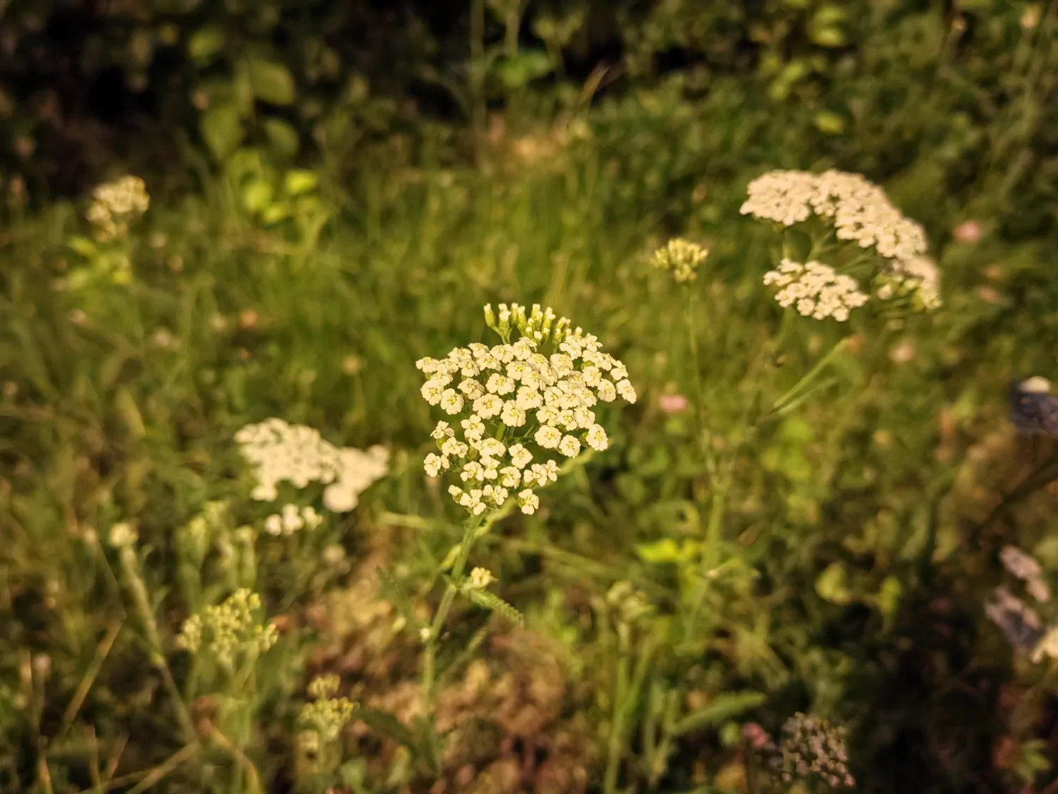 Nova 11 Pro night photo