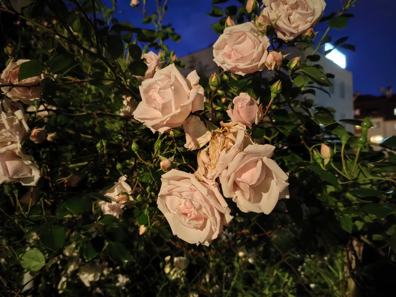Nova 11 Pro night photo