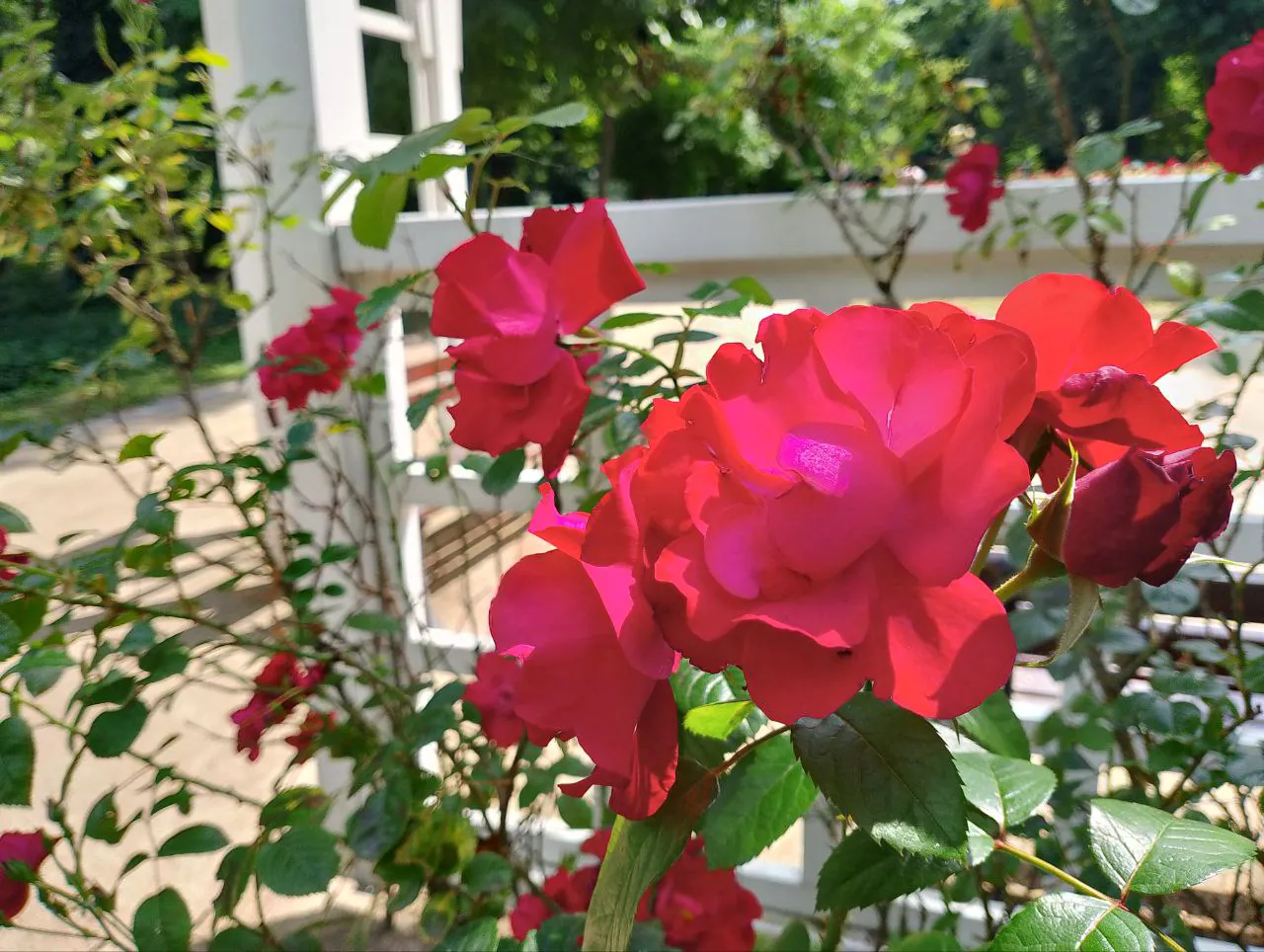 realme C53 photo