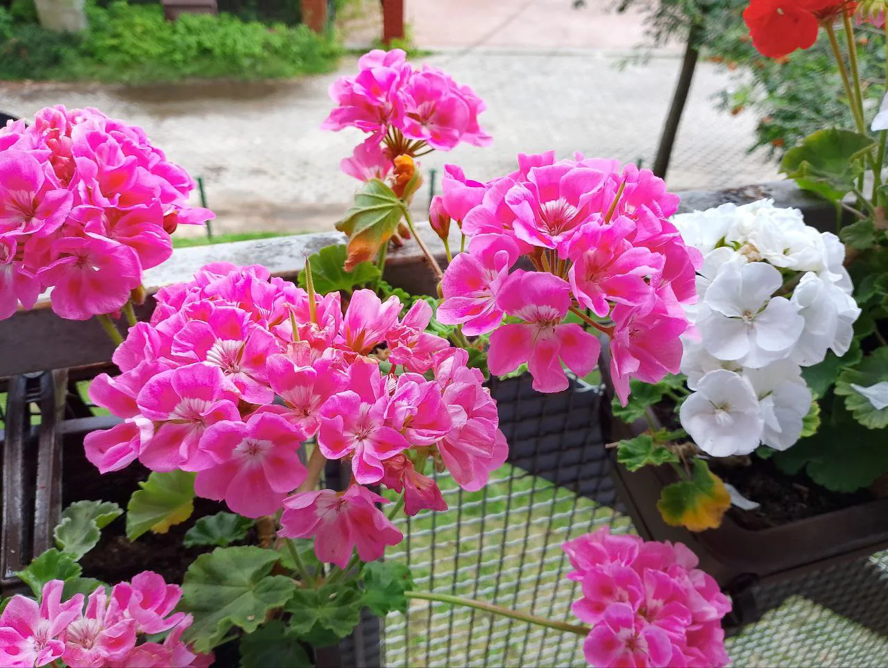 realme C53 photo