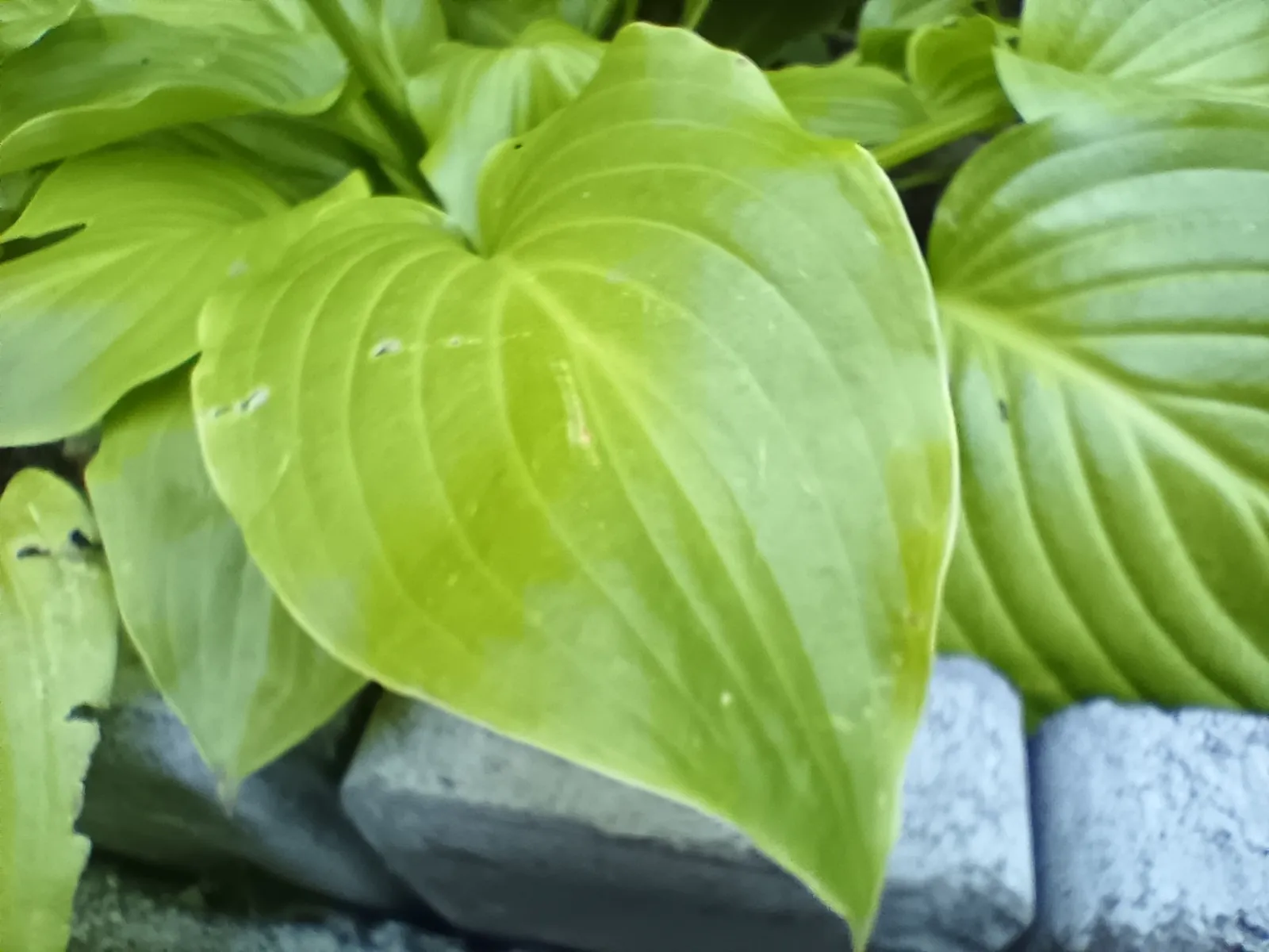 Infinix GT 10 Pro