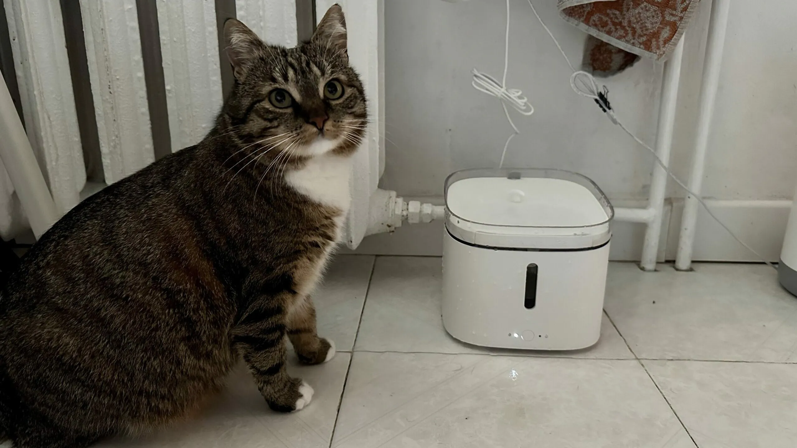Xiaomi cat hot sale fountain