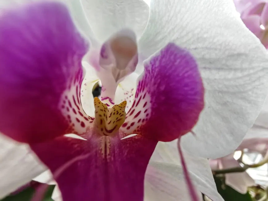 HONOR Magic5 Pro photos