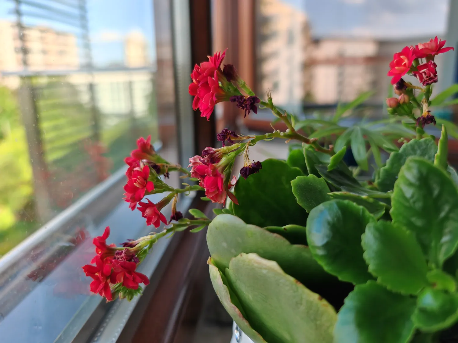 HONOR Magic5 Pro photo