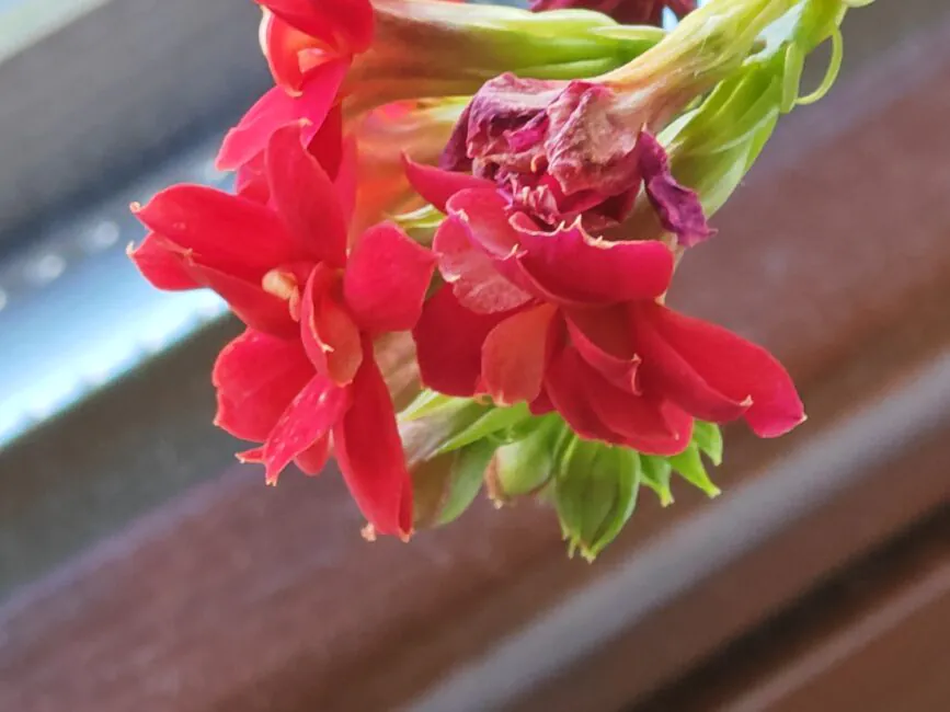 HONOR Magic5 Pro photos