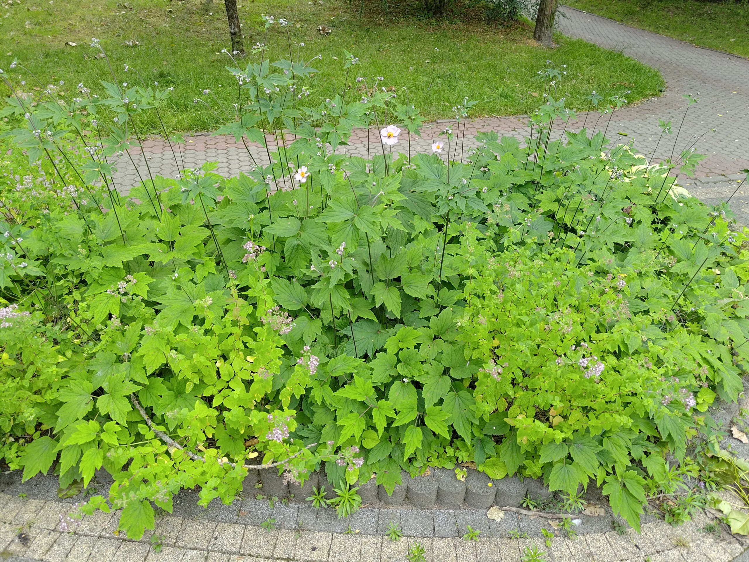Asus Zenfone 10 photo