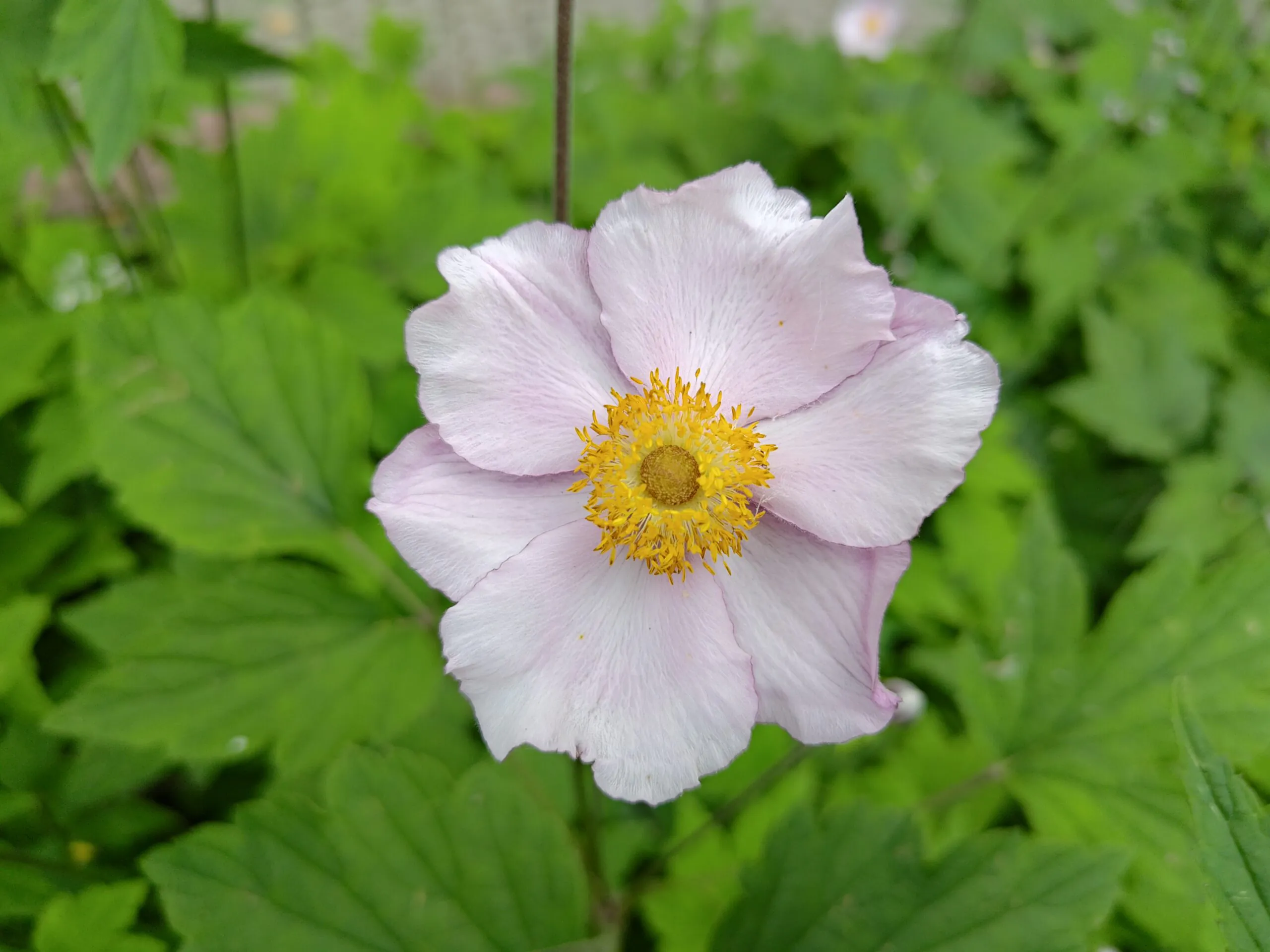 Asus Zenfone 10 photo