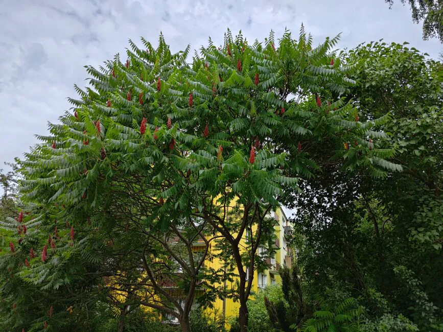 Asus Zenfone 10 photo