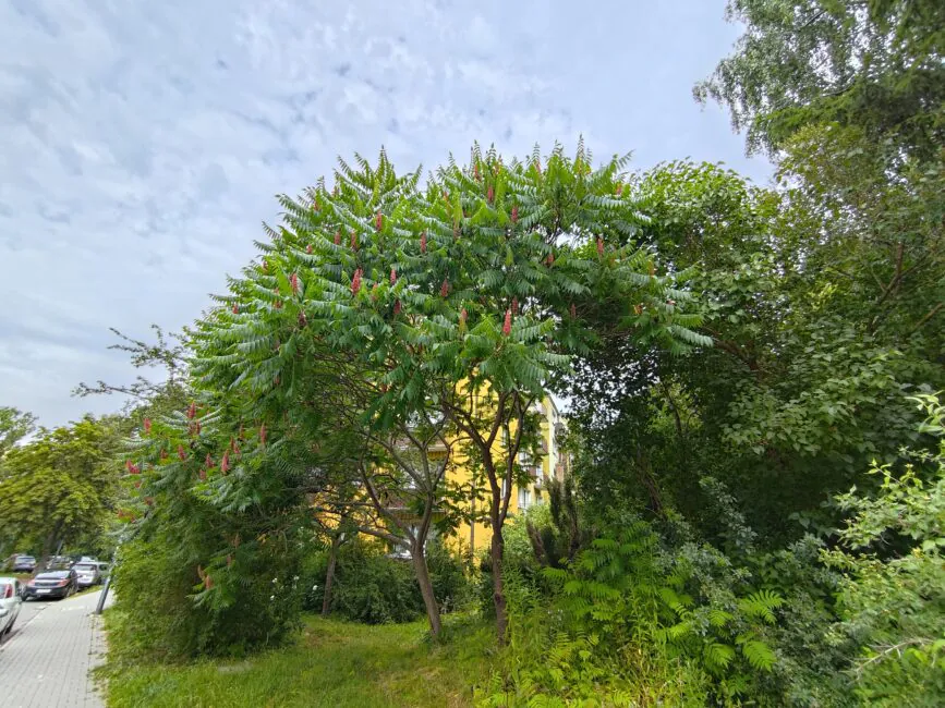 Asus Zenfone 10 photo