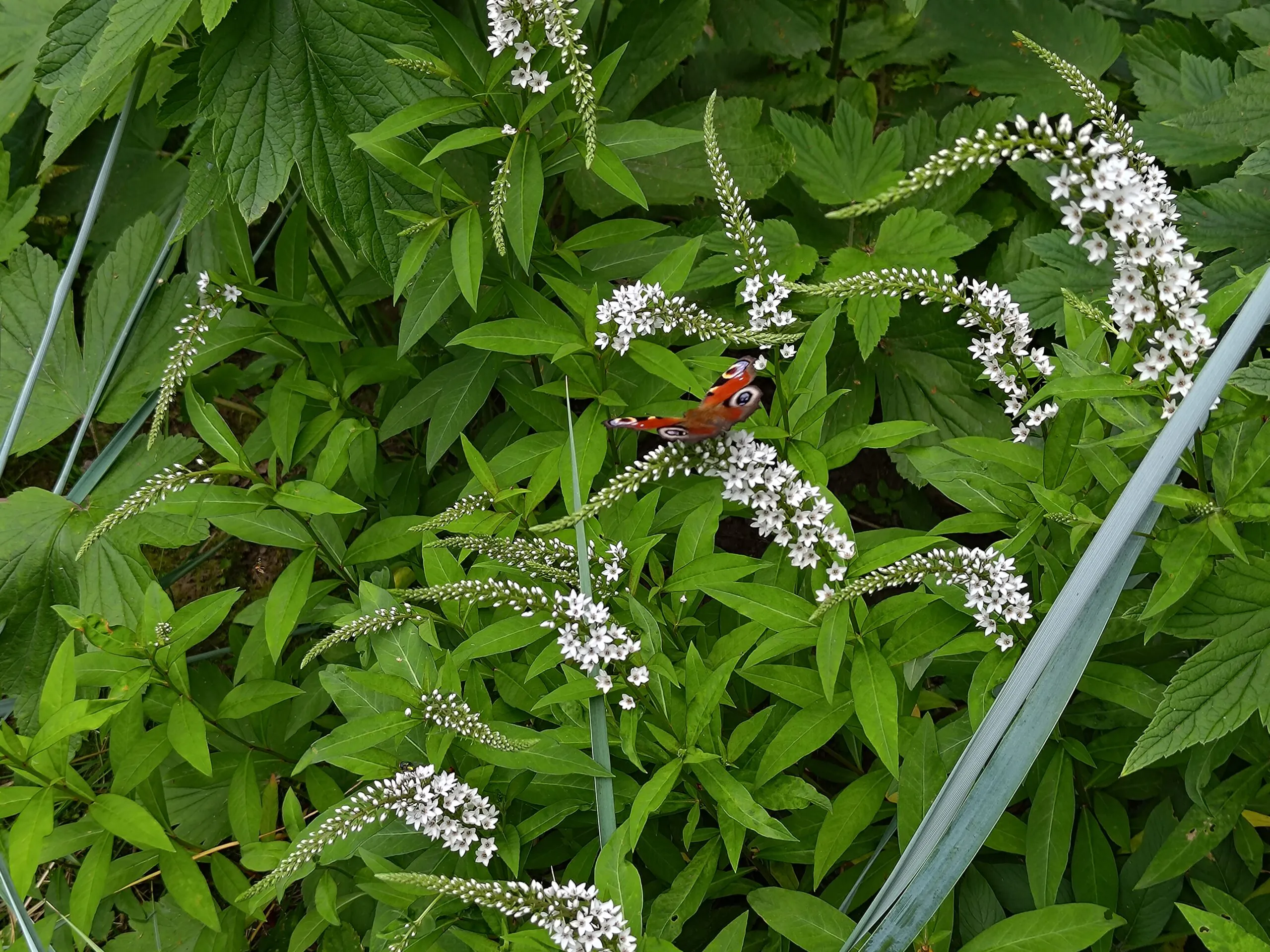 Asus Zenfone 10 photo