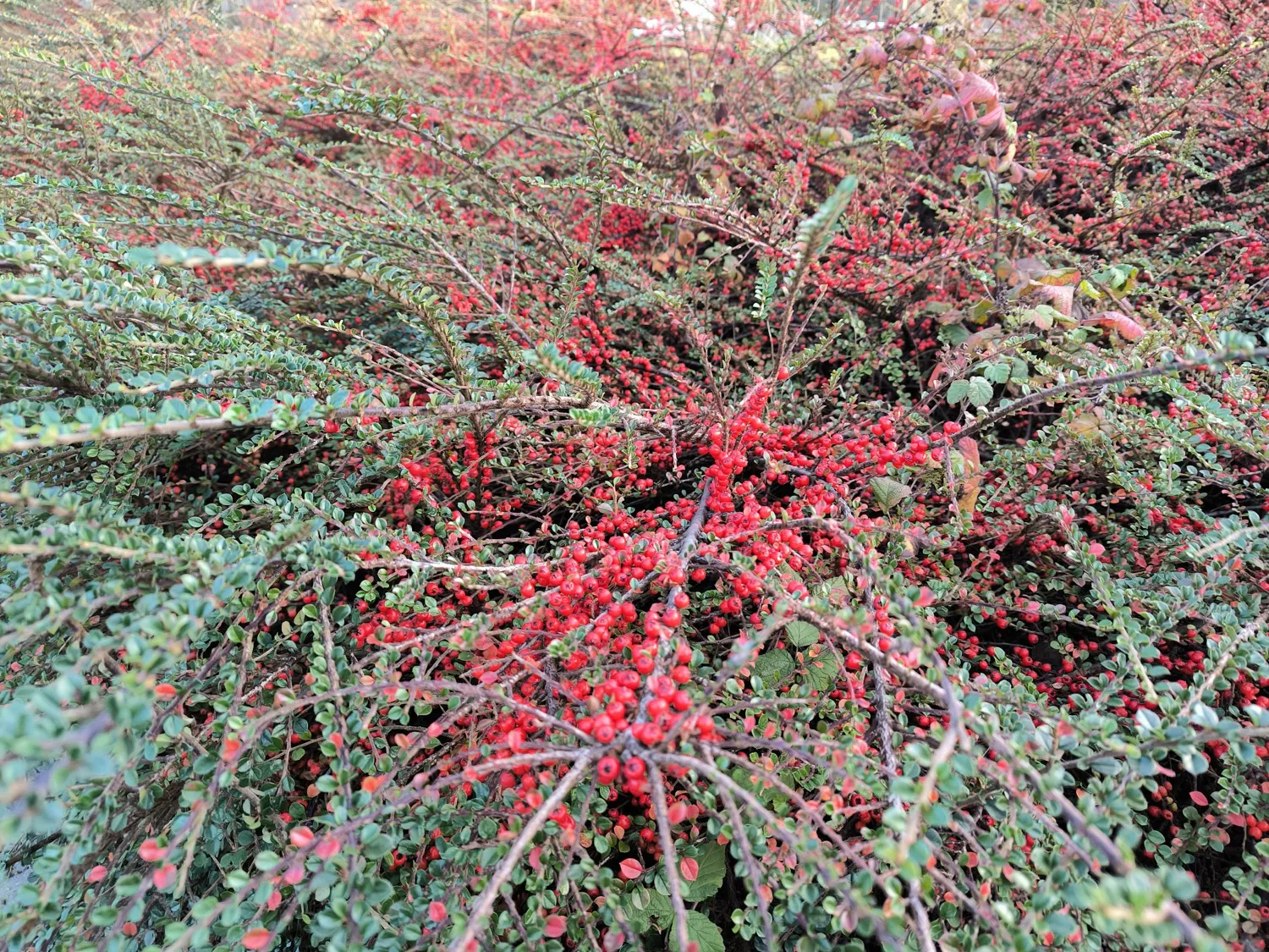 Xiaomi 13T photo
