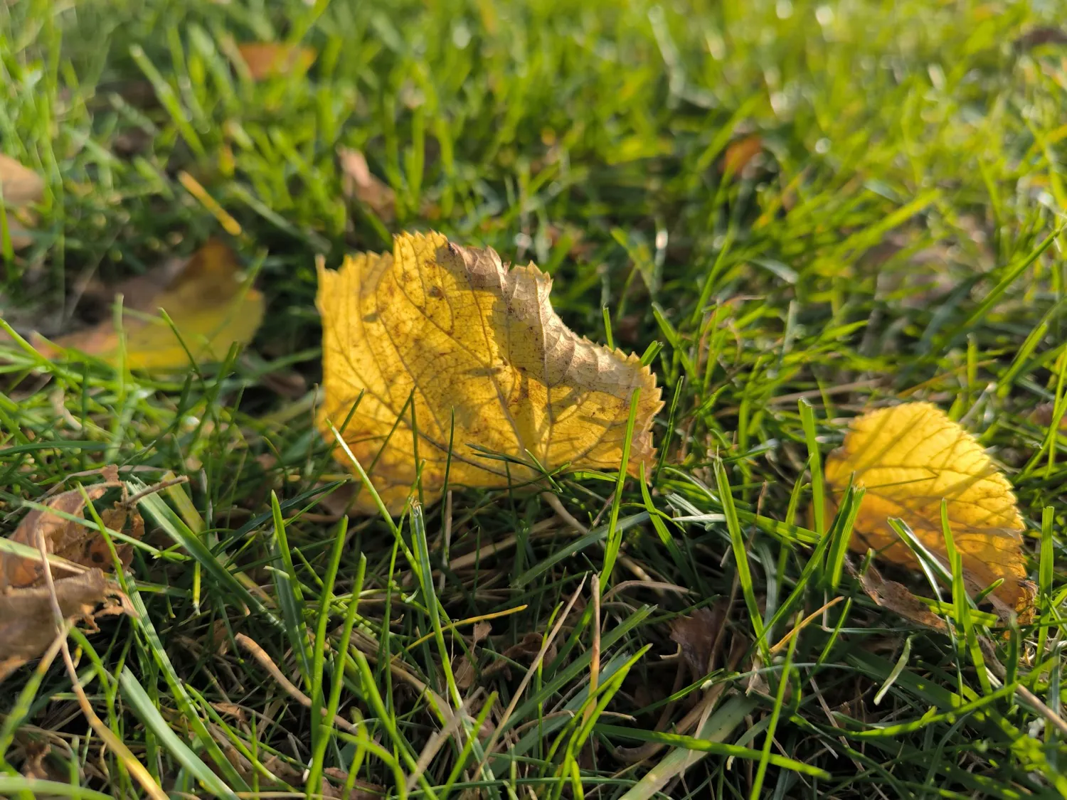 Xiaomi 13T photo