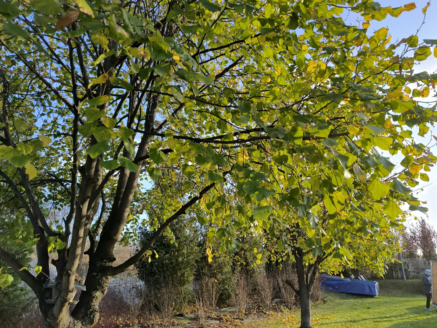 Xiaomi 13T photo
