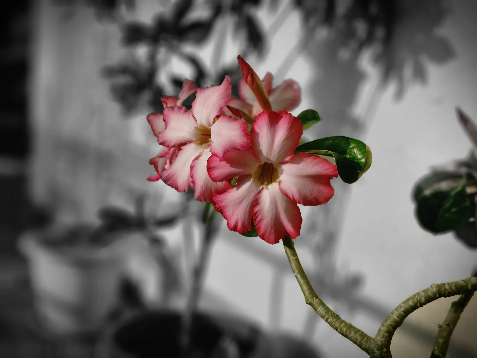 Samsung Galaxy S23 FE photo