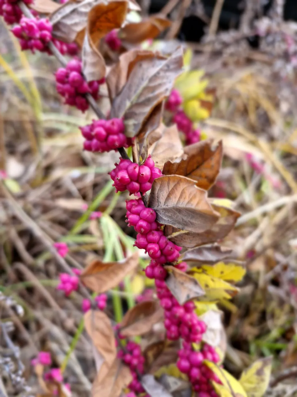 Samsung Galaxy S23 FE photo