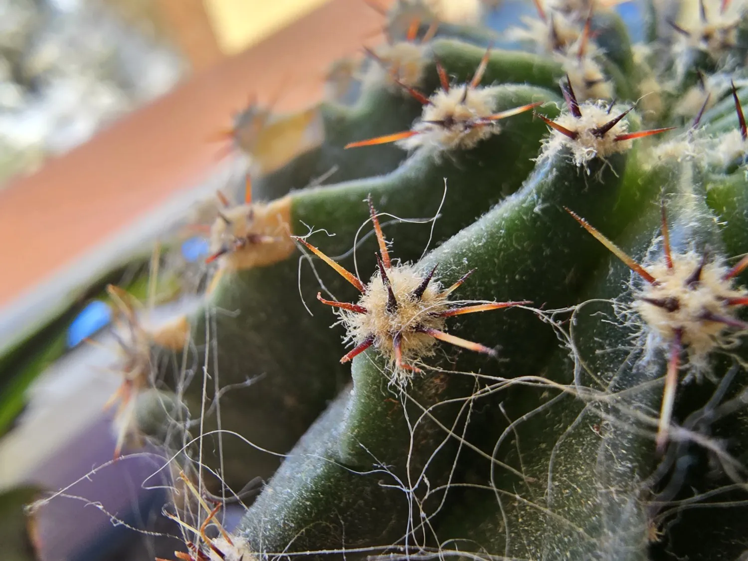 S24 Ultra macro photo