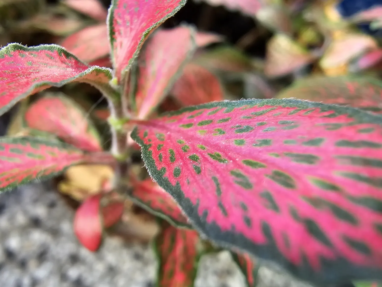 S24 Ultra macro photo