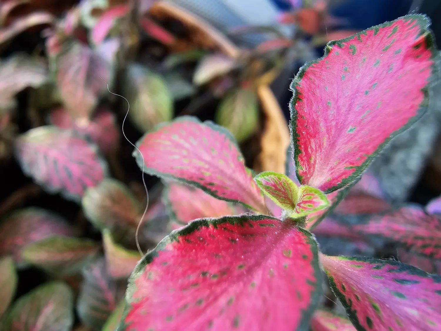 S24 Ultra macro photo
