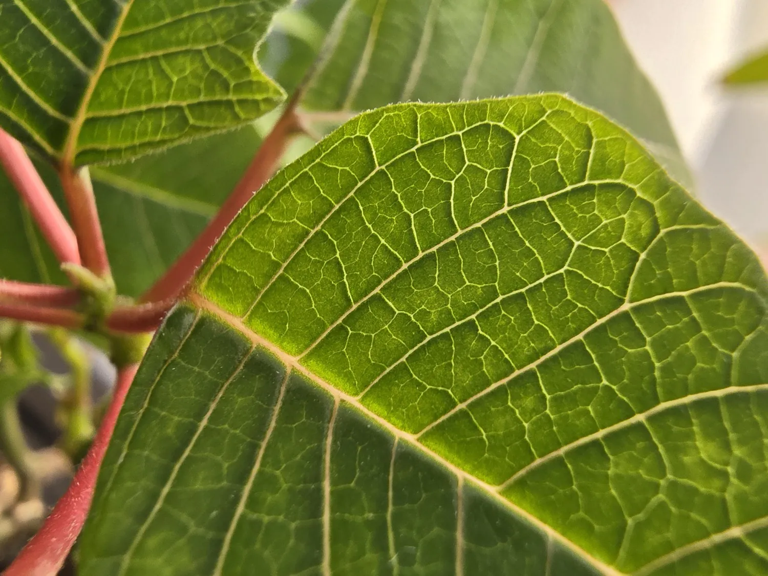 S24 Ultra macro photo