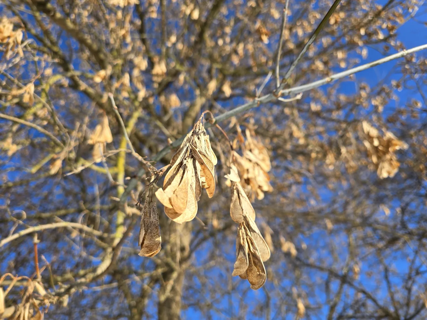 Samsung Galaxy S24 Ultra photo