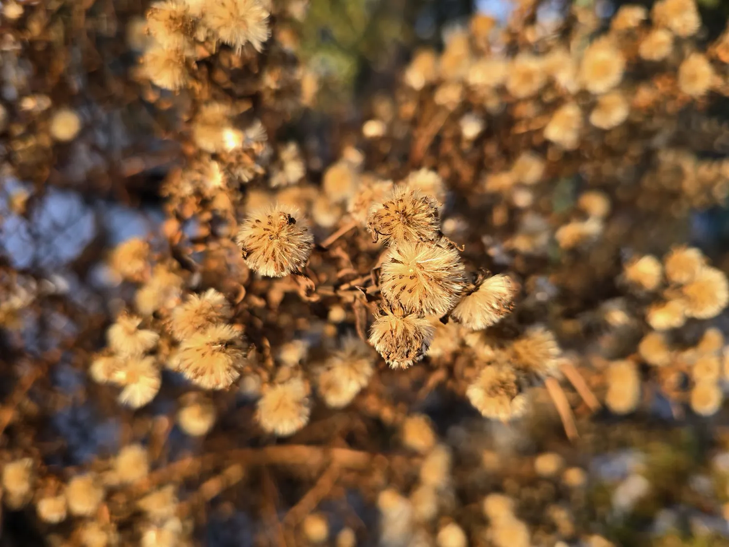 Samsung Galaxy S24 Ultra photo