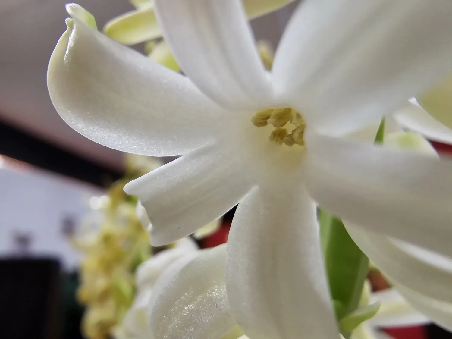 S24 Ultra macro photo