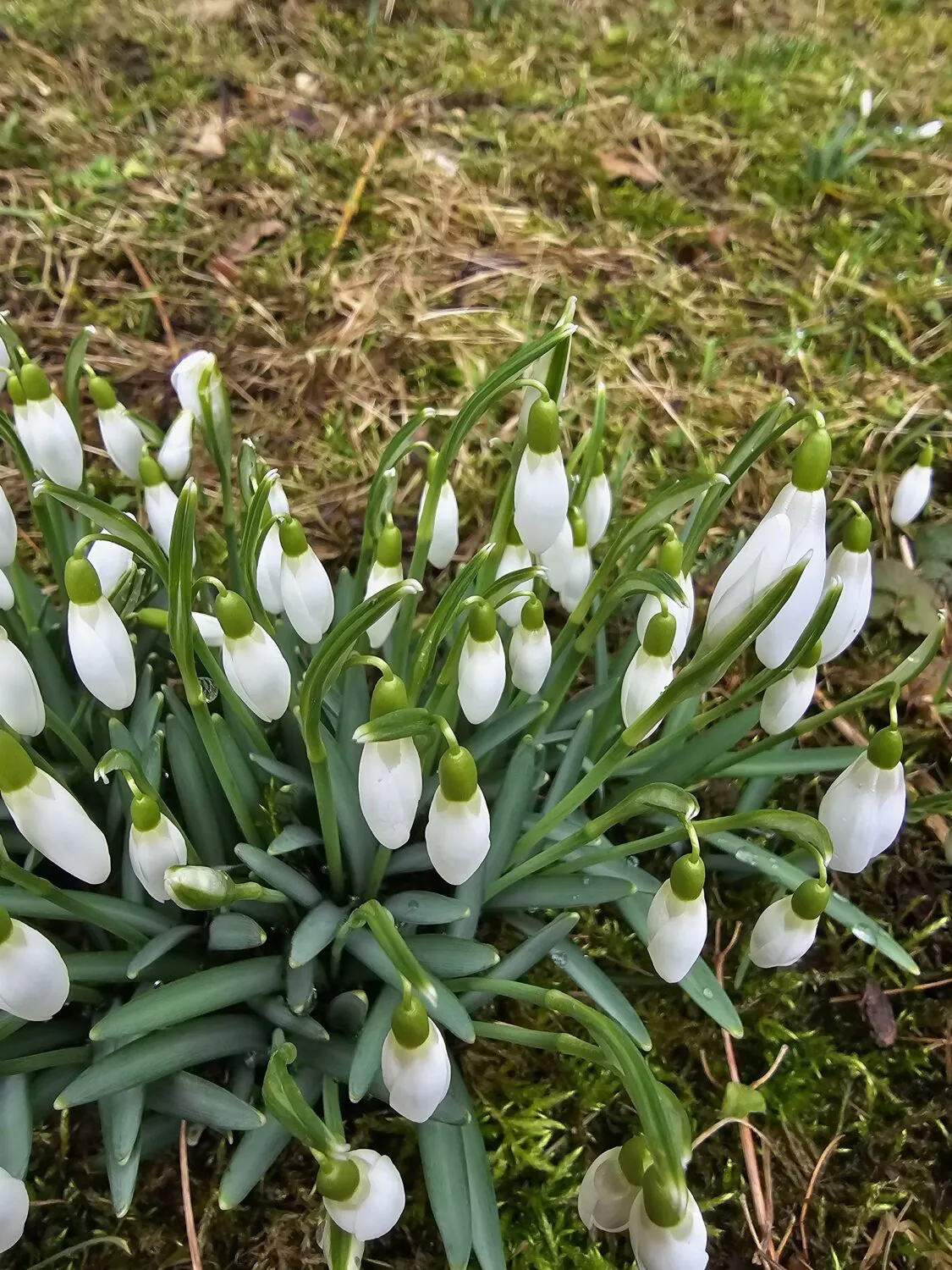 Samsung Galaxy S24 Ultra photo