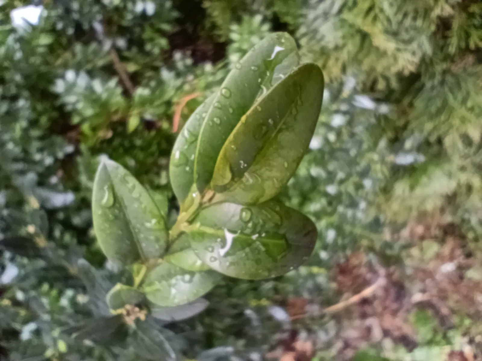 Redmi Note 13 Pro