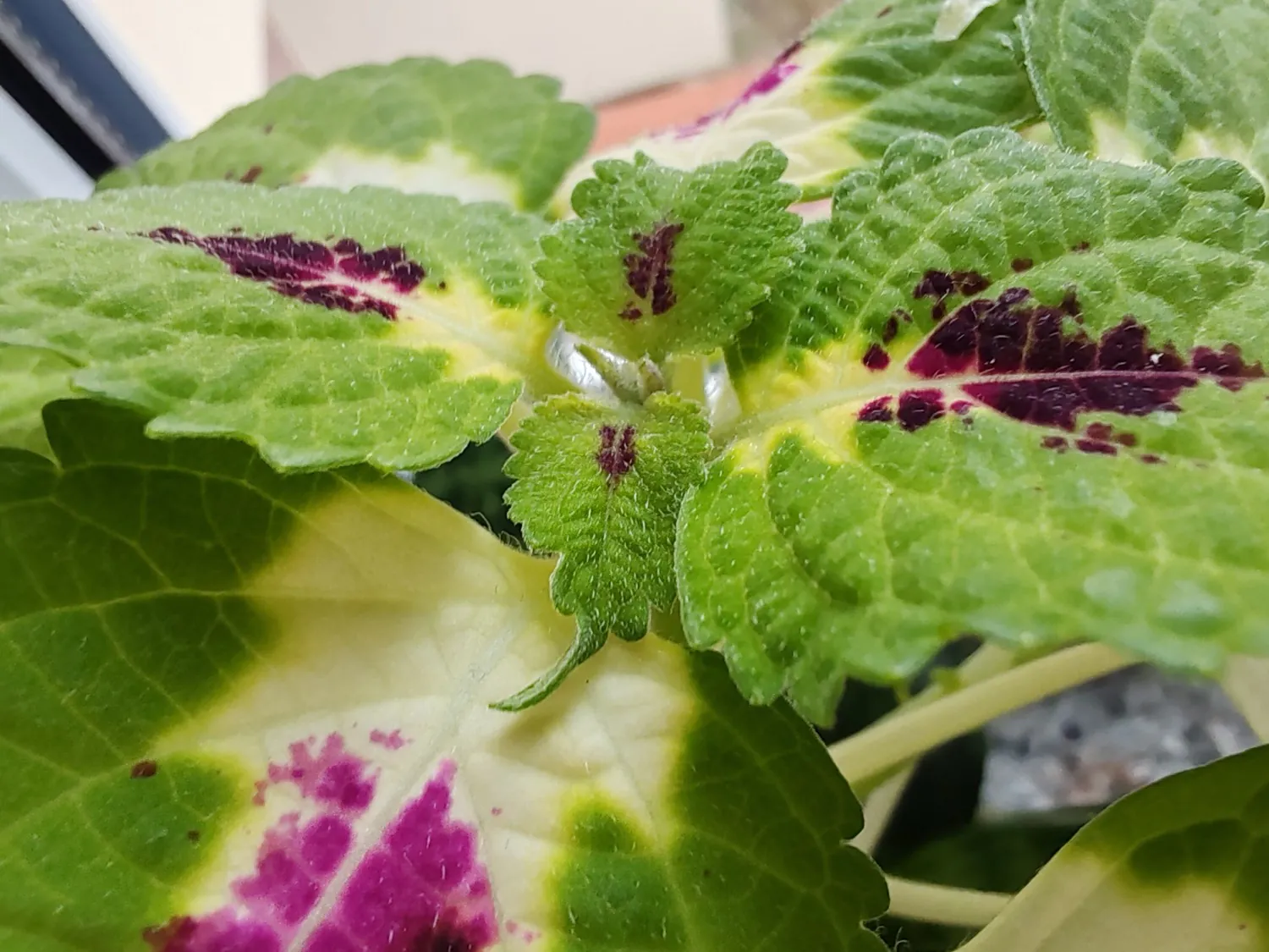 Honor 90 macro