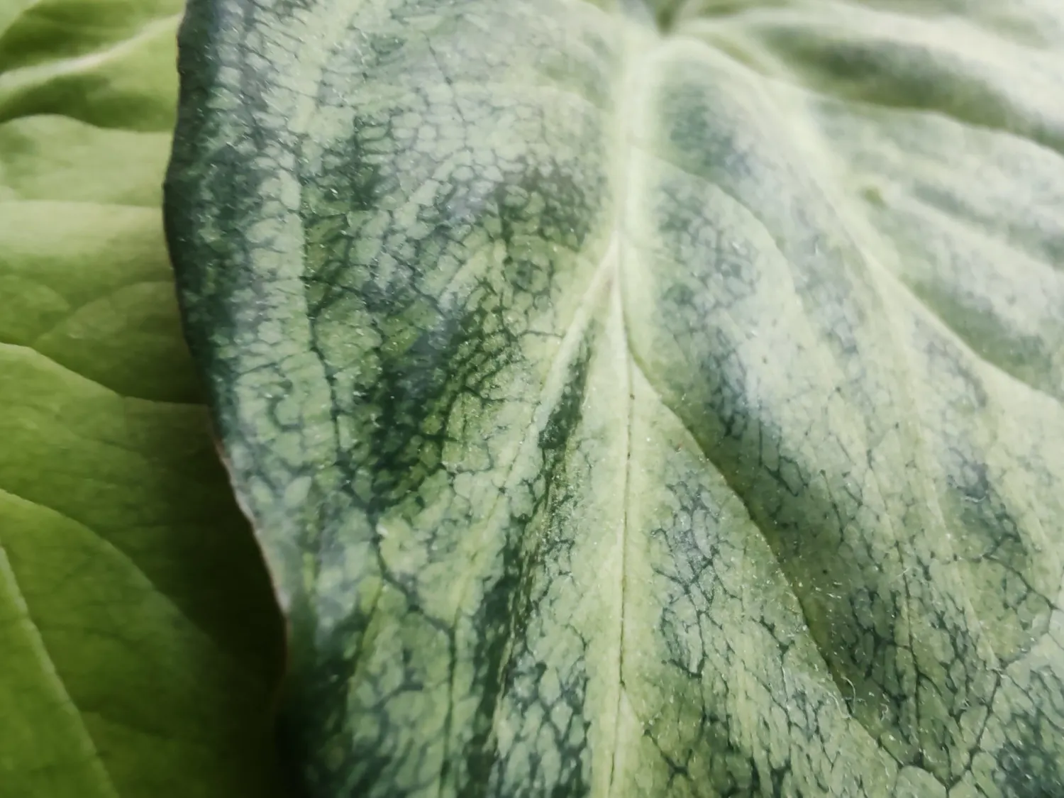 Honor 90 macro