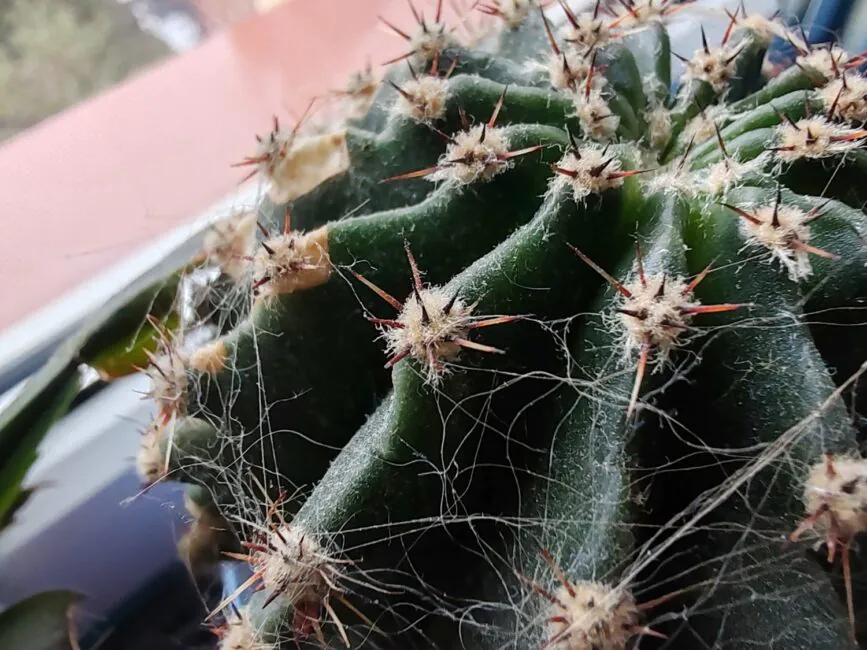 Honor 90 macro