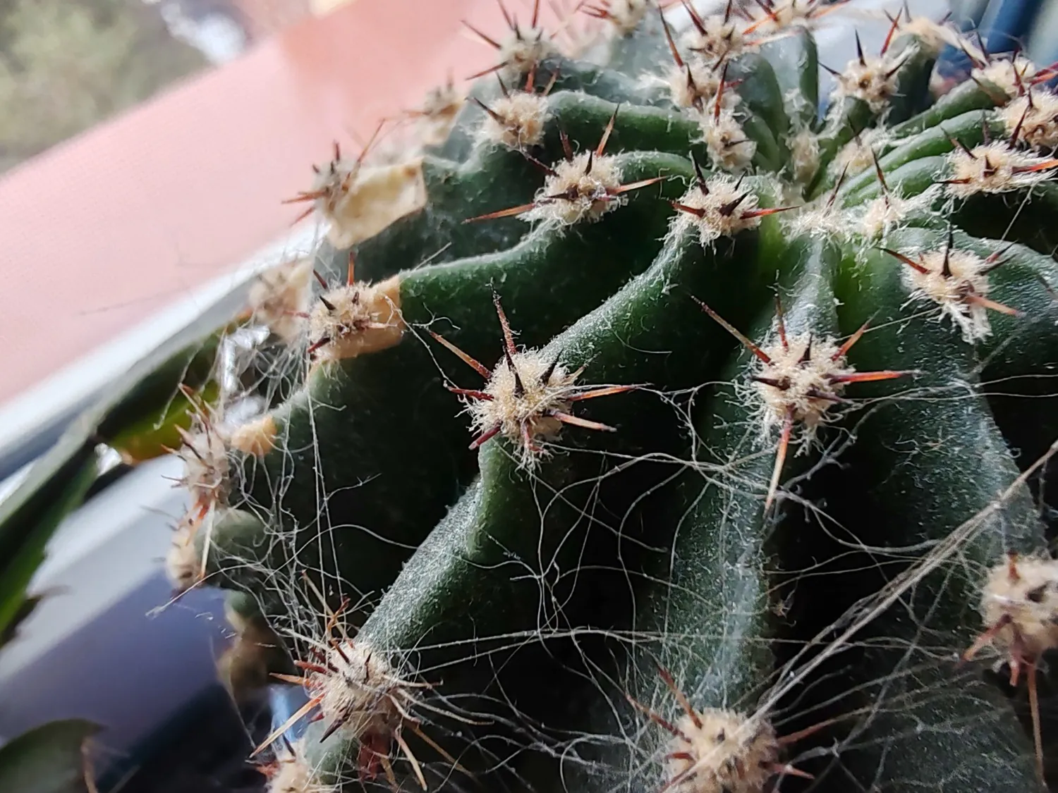 Honor 90 macro