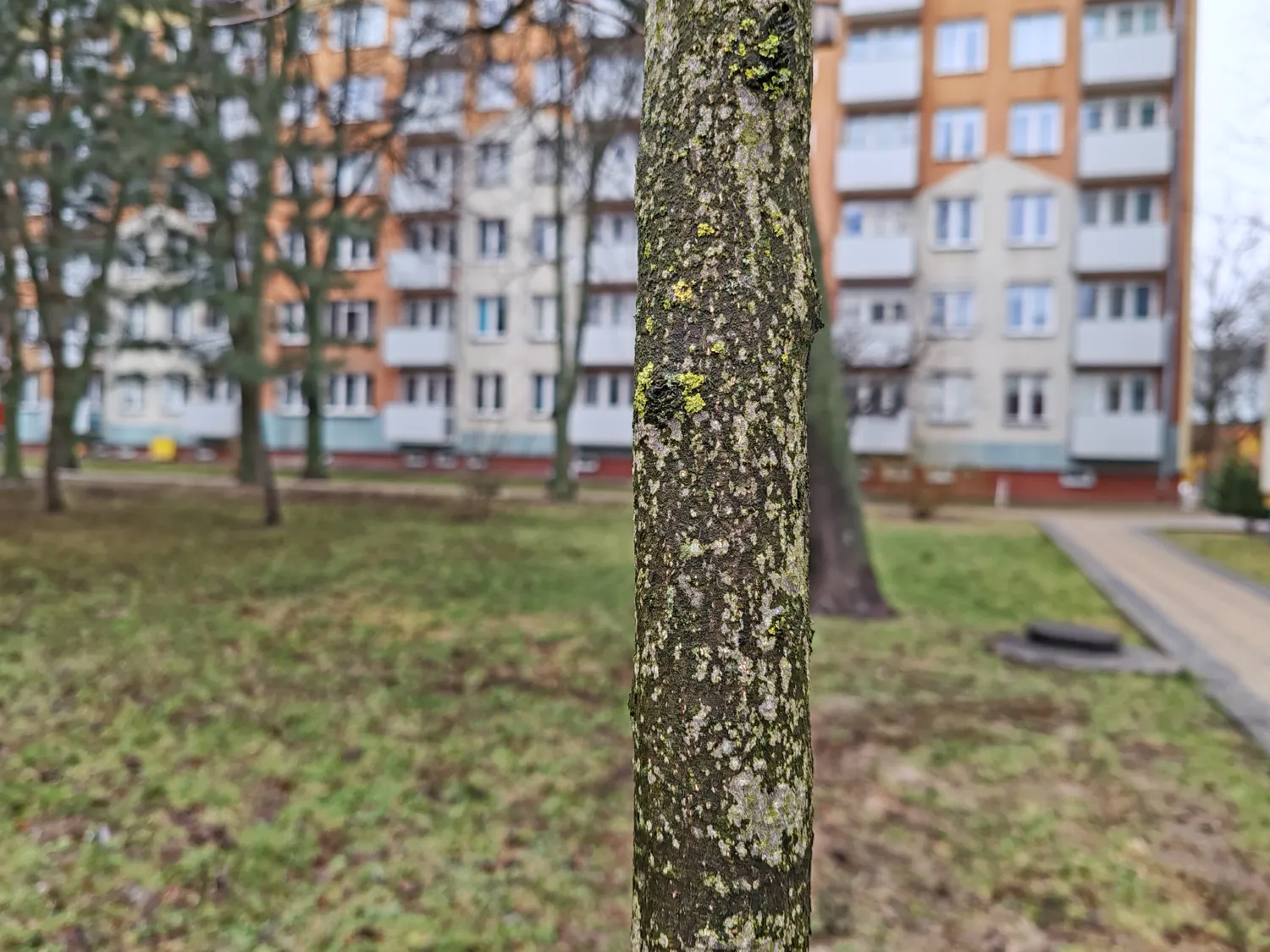 Honor 90 photo