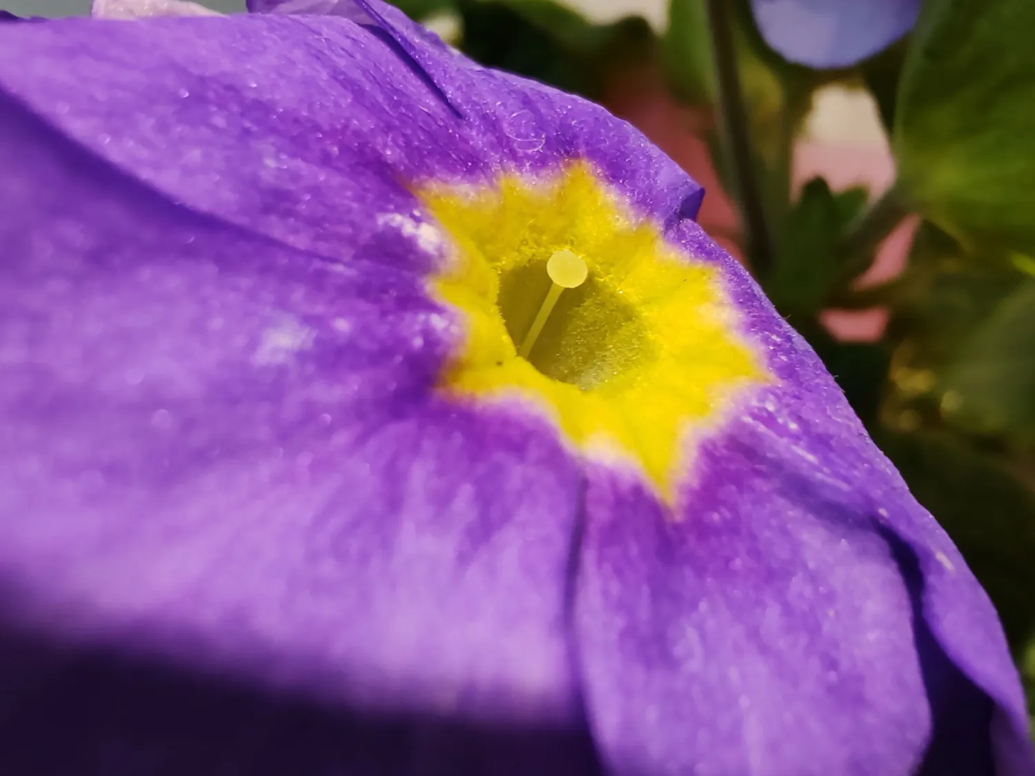 Honor 90 macro