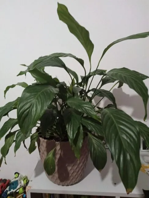 Cubot TAB 50 photo