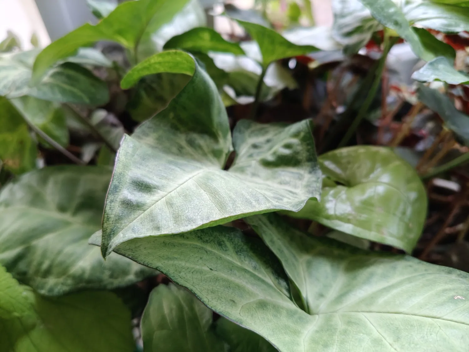realme 12 Pro photo